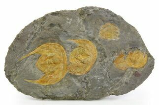 Three Trinucleid (Declivolithus) Trilobites - Mecissi, Morocco #253693