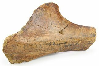 Partial Hadrosaur (Edmontosaurus) Ischium Bone - North Dakota #253686