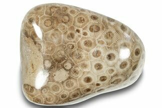 Polished Petoskey Stone (Fossil Coral) - Michigan #253654