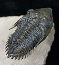 Flying Metacanthina (Asteropyge) Trilobite #14949