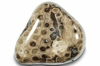 Polished Petoskey Stone (Fossil Coral) - Michigan #253669