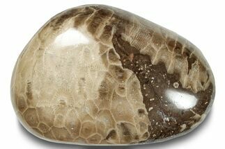 Polished Petoskey Stone (Fossil Coral) - Michigan #253673
