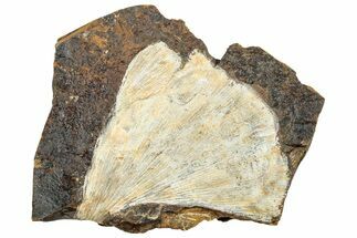 Ginkgo Leaf From North Dakota - Paleocene #253828