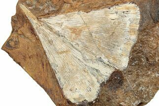 Ginkgo Leaf From North Dakota - Paleocene #253837