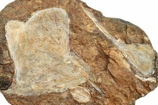 Three Fossil Ginkgo Leaves From North Dakota - Paleocene #253844