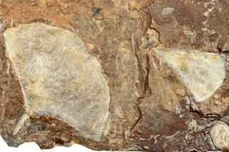 Two Fossil Ginkgo Leaves From North Dakota - Paleocene #253834