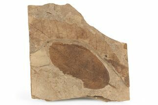 Fossil Leaf Plate - McAbee, BC #253985
