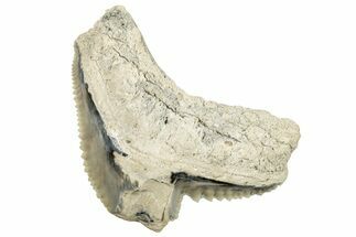 Bargain, Fossil Tiger Shark (Galeocerdo) Tooth - Aurora, NC #253711