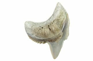 Fossil Tiger Shark (Galeocerdo) Tooth - Aurora, NC #253714