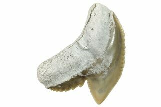 Fossil Tiger Shark (Galeocerdo) Tooth - Aurora, NC #253717