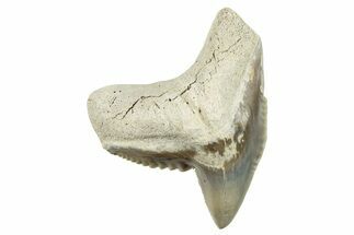 Fossil Tiger Shark (Galeocerdo) Tooth - Aurora, NC #253718