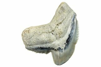 Fossil Tiger Shark (Galeocerdo) Tooth - Aurora, NC #253758