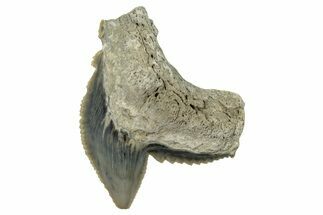 Fossil Tiger Shark (Galeocerdo) Tooth - Aurora, NC #253764