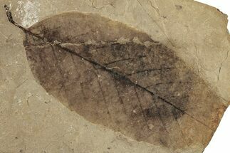 Fossil Plant (Fagus) Leaf - McAbee, BC #253935