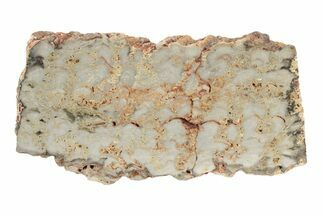 Paleoproterozoic Stromatolite (Eucapsiphora) Slab - Australia #239954