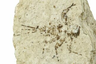 Miocene Mayfly (Heptageniidae) Fossil - Murat, France #254030