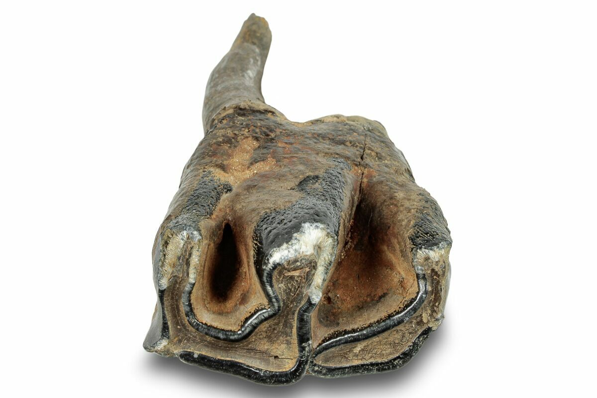 3.4" Fossil Woolly Rhino (Coelodonta) Tooth Siberia (253963) For