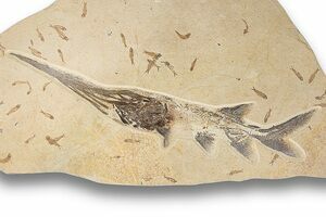 Prepare Your Own Fossil Fish Kit (B Grade) (#616) For Sale