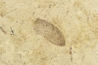 Fossil Beetle (Coleoptera) Elytron - Bois d’Asson, France #254215