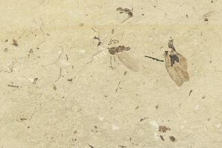 Fossil Fly (Plecia) and Fruit Plate Pos/Neg - France #254237