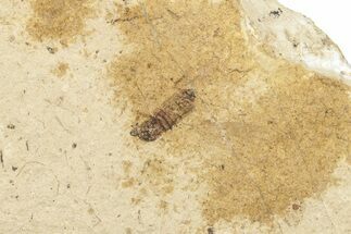 Fossil Fly (Plecia) - Bois d’Asson, France #254239
