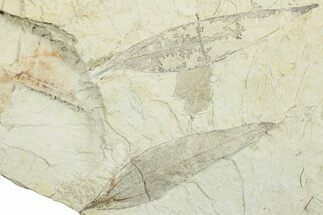 Two Miocene Fossil Leaves (Cinnamomum) - Augsburg, Germany #254142