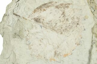 Miocene Fossil Leaf (Populus) - Augsburg, Germany #254145