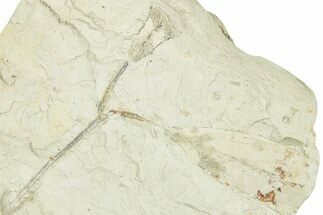 Miocene Fossil Leaf (Cinnamomum) Plate - Augsburg, Germany #254152