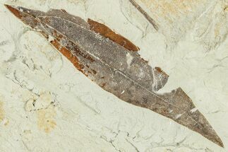 Miocene Fossil Leaf (Cinnamomum) - Augsburg, Germany #254156