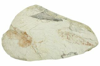 Miocene Fossil Leaf Plate - Augsburg, Germany #254173