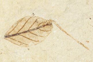 Fossil Leaf (Berchemia) - France #254268