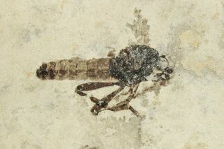 Detailed Fossil March Fly (Bibionidae) - France #254187