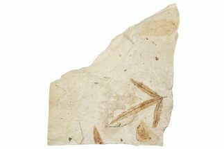 Oligocene Fossil Leaf Plate - France #254348