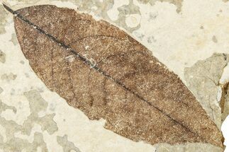 Fossil Leaf - France #254355