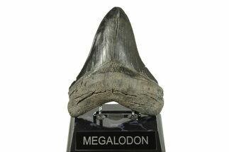 Serrated, Fossil Megalodon Tooth - South Carolina #254581