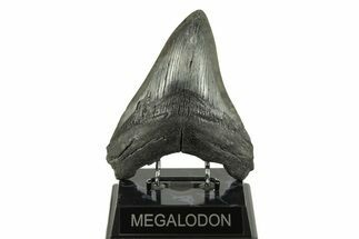 Huge, Fossil Megalodon Tooth - South Carolina #254583