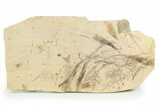 Oligocene Fossil Plant Plate - France #254362
