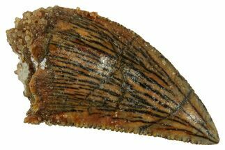 Serrated, Raptor Tooth - Real Dinosaur Tooth #254367
