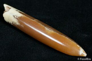 Inch Agatized Belemnite Fossil - Polished #2422