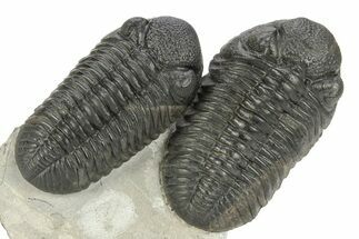 Two Large Pedinopariops Trilobites - Top Quality Specimen #254774