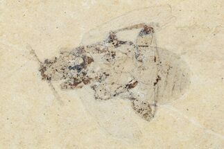 Fossil True Weevil (Curculionidae) Beetle - France #254553