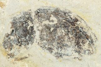 Fossil True Weevil (Curculionidae) Beetle - France #254560
