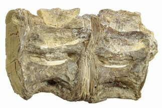 Fossil Fish (Ichthyodectes) Vertebrae - Kansas #254609