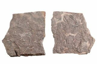 Ordovician Trilobite Mortality Plate (Pos/Neg) - Morocco #254779
