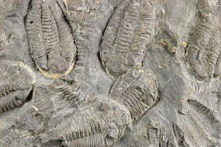 Ordovician Trilobite Mortality Plate - Tafraoute, Morocco #254788