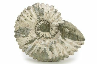 Bumpy Ammonite (Douvilleiceras) Fossil - Madagascar #254919