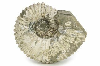 Bumpy Ammonite (Douvilleiceras) Fossil - Madagascar #254920