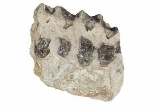 Oreodont (Merycoidodon) Jaw Section - South Dakota #254998