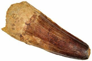 Real Fossil Spinosaurus Tooth - Large Tooth #254838