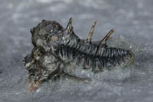 Large 3 Inch, Prone Reedops Trilobite (#4103) For Sale - FossilEra.com